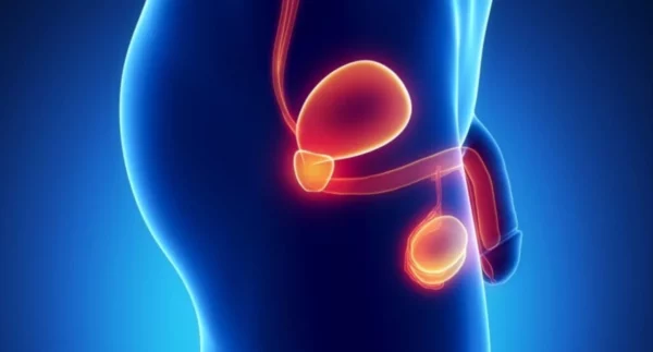 El cáncer de próstata y vejiga representan próximo al 30  % de todos  los cánceres que comprometen la población mundial.