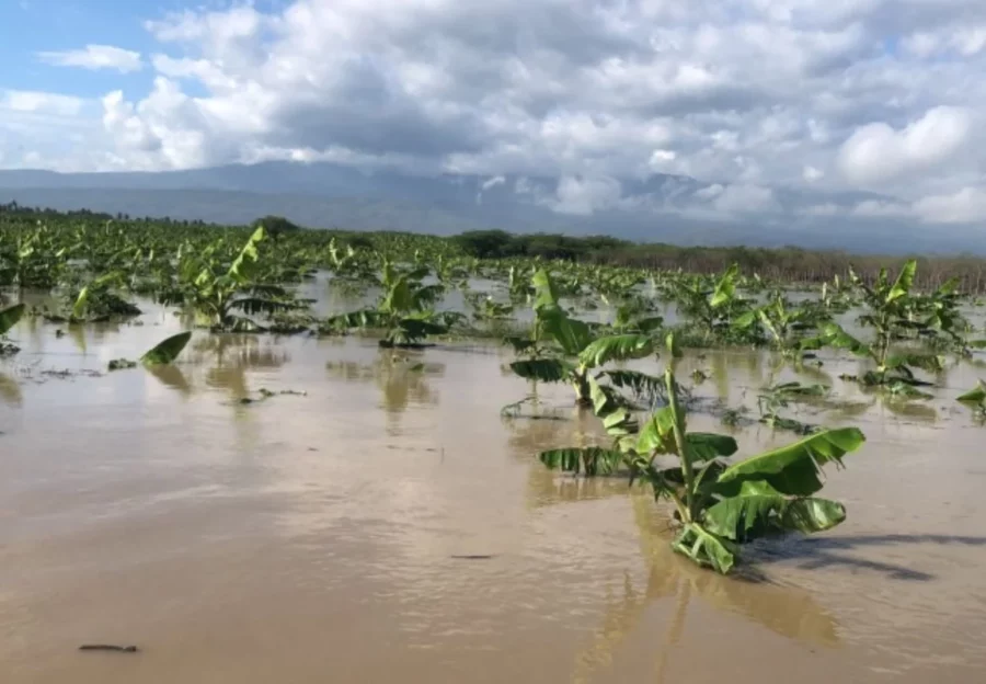 Las inundaciones en las siembras agrícolas han venido aumentando con los años.  Archivo
