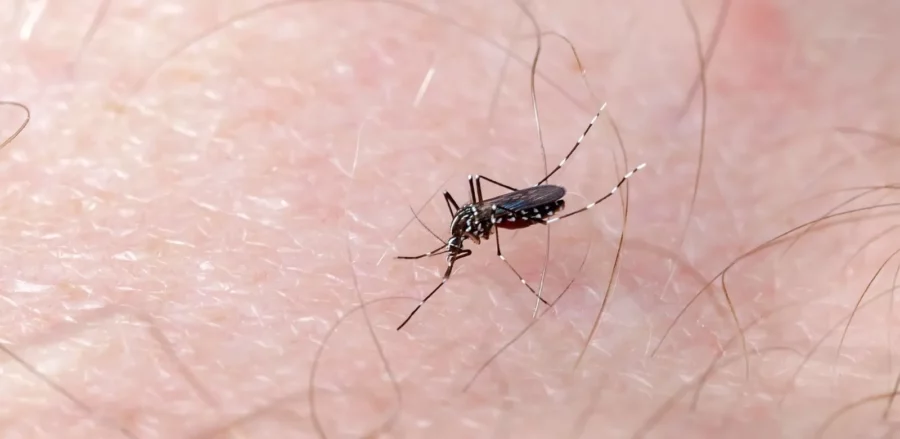 Dengue