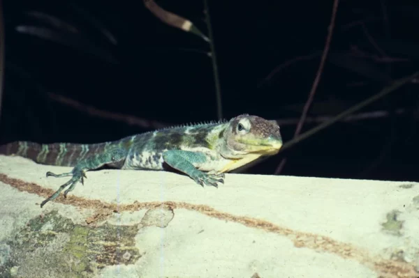 lagarto