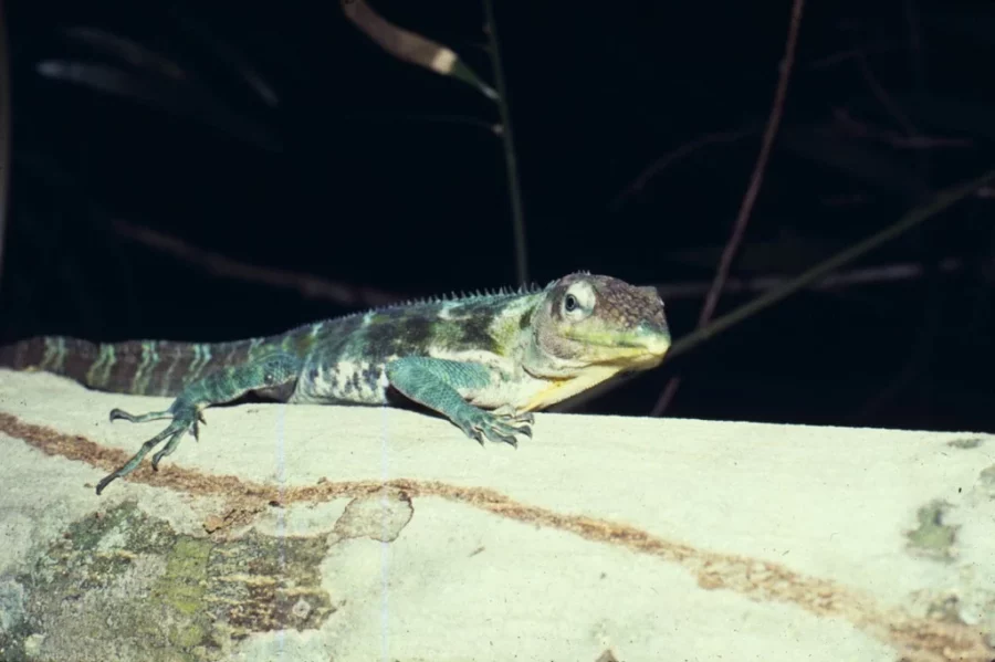 lagarto