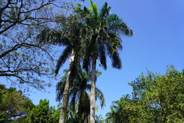 plantas endémicas
