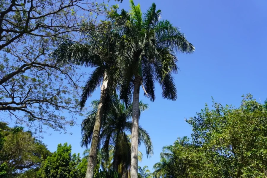 plantas endémicas