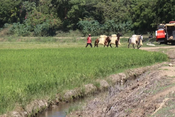 arroz-productores-campesinos