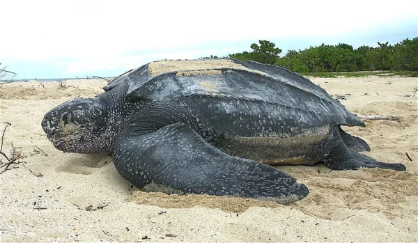 La tortuga tinglar, es una de las especies marinas que anidan en el país. Fuente externa