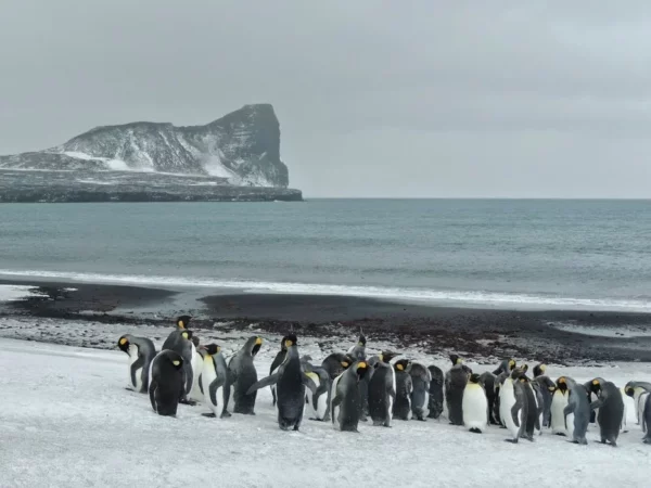 pingüinos