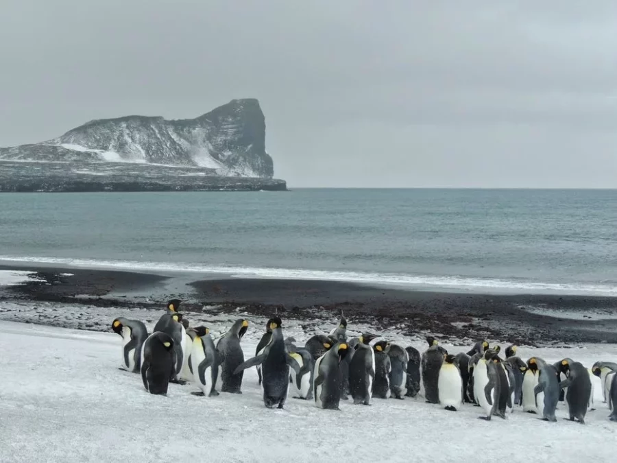 pingüinos