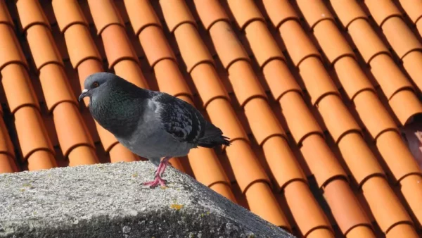 El truco más efectivo para ahuyentar a las palomas consiste en aprovechar objetos decorativos de color plateado o con acabados metálicos