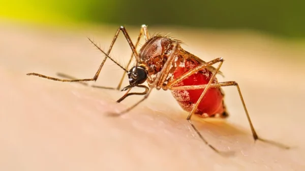 Durante 5 semanas, el dengue que se transmite por la picadura del mosquito Aedes aegypti, ha dejado 30 casos, 13 más que en igual periodo del año pasado. Fuente externa.