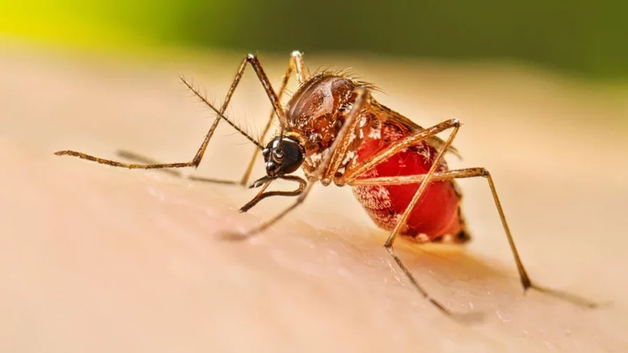Durante 5 semanas, el dengue que se transmite por la picadura del mosquito Aedes aegypti, ha dejado 30 casos, 13 más que en igual periodo del año pasado. Fuente externa.