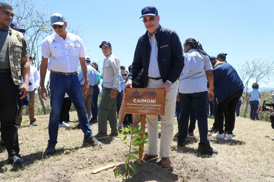 El Caimoní fue una de las especies de árboles sembradas en la jornada de reforestación en la cuenca del río Yaque del Norte. Fuente externa