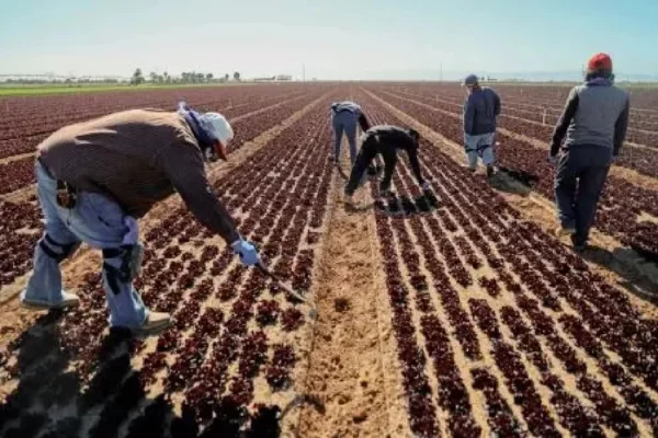 agricultores