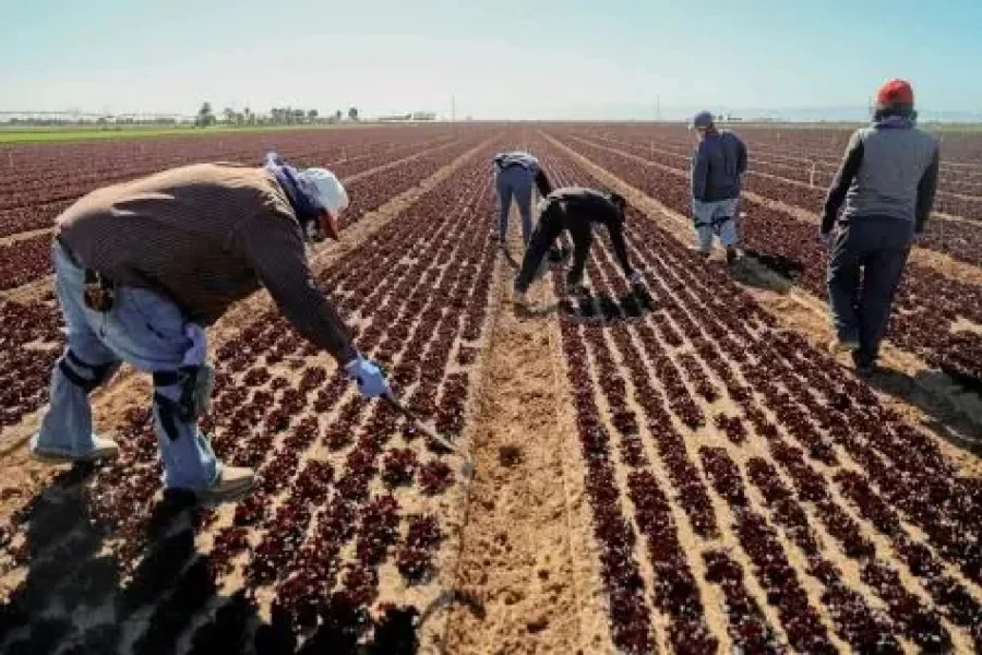 agricultores