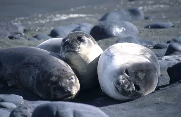 focas
