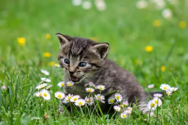 ¿Por qué muerden los gatos? Conoce los 5 tipos de mordisco y qué significan