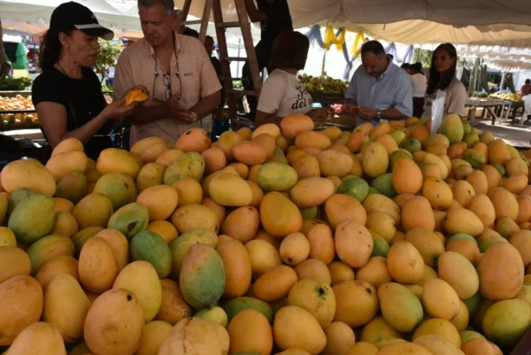 Expo Mango 2025 (2)