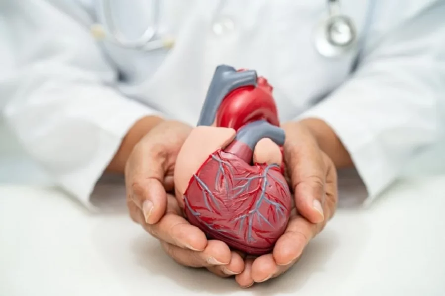 Los investigadores se centraron en una proteína presente en las células cardíacas
