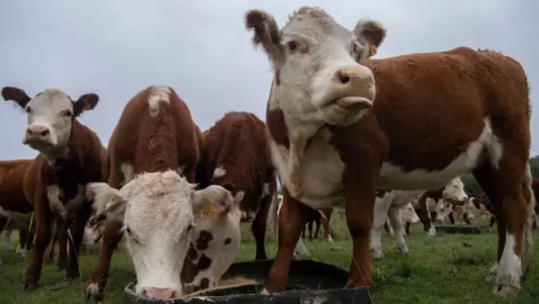 vacas-Uruguay