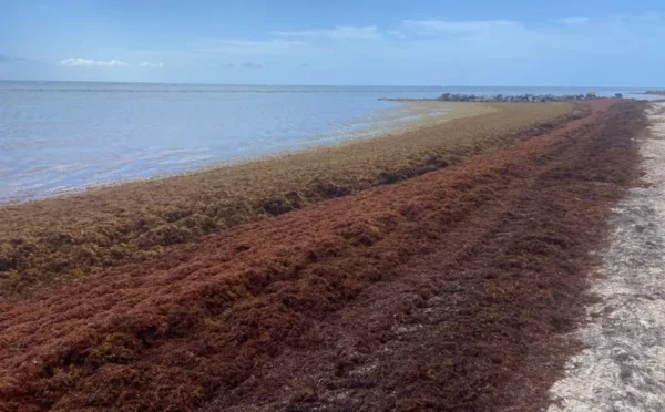 Las algas están  invadiendo las  costas del país, dejando grandes cúmulos en las playas.