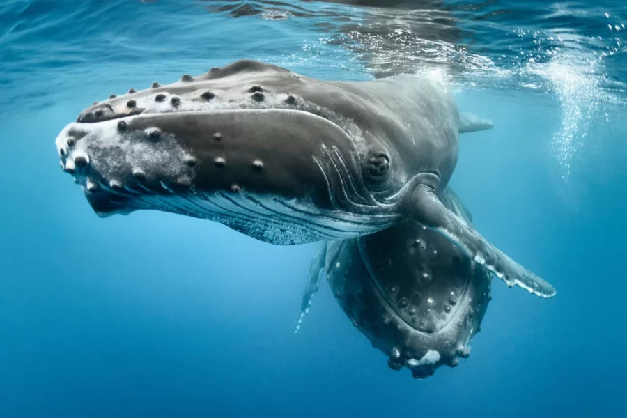 Ballenas