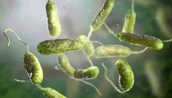 Bacteria carnívora