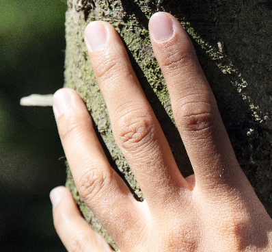 Protección de los bosques.