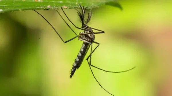 mosquito