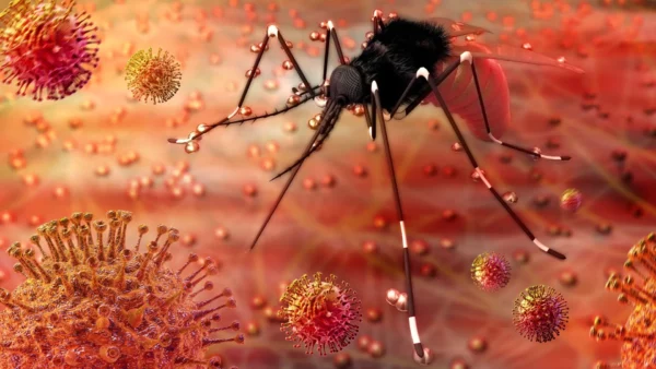 Enfermedades por picadura de mosquito