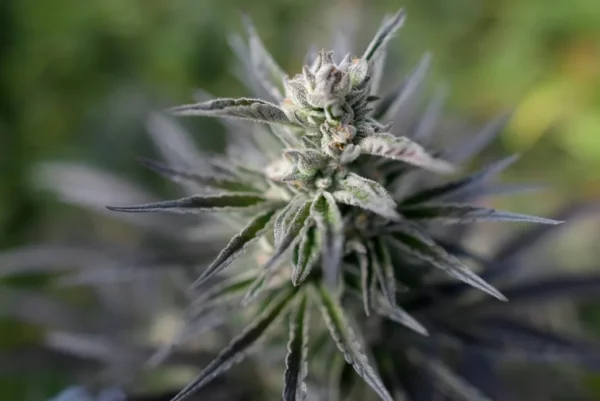 La flor de cannabis