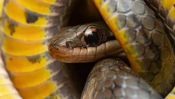 Las culebras pantaneras reales pueden sobrevivir a las toxinas de ranas venenosas.