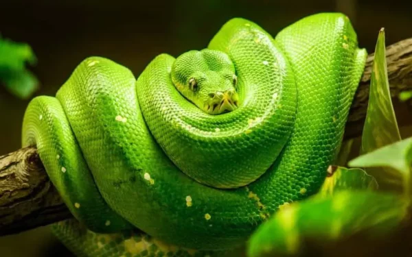 serpiente