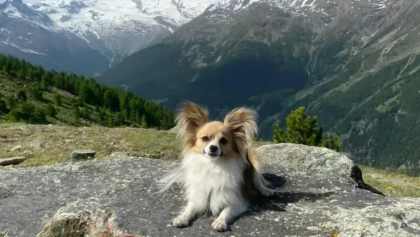 perro-suize