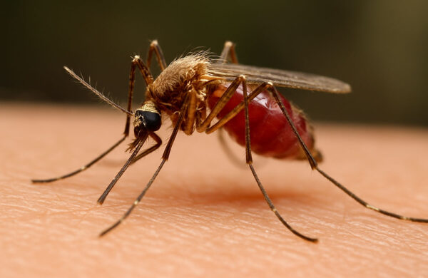 mosquitoMalaris