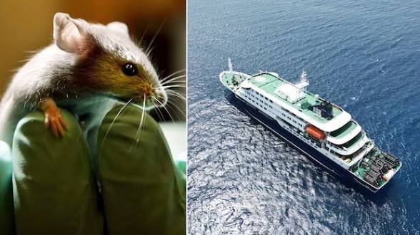 Hantavirus